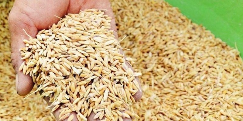 Tổng Hợp Cách Làm Gà Sung Sức Và Máu Chiến Từ 99OK 6 Thóc luôn là nguồn thức ăn chính mỗi ngày