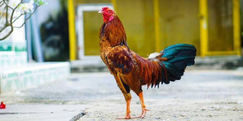 Tổng Hợp Cách Làm Gà Sung Sức Và Máu Chiến Từ 99OK 5 Cách làm gà sung sức và máu chiến