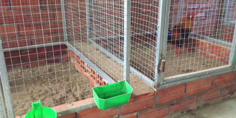 Bí Quyết Chăm Sóc Gà Sau Trận Đấu Đúng Kỹ Thuật 100% 7 Chăm sóc gà sau trận đấu về nơi ở