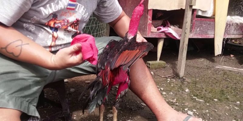 Bí Quyết Chăm Sóc Gà Sau Trận Đấu Đúng Kỹ Thuật 100% 6 Chăm sóc gà sau trận đấu và xử lý chấn thương