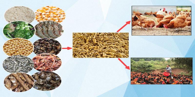 Cho Gà Ăn Gì Trước Khi Đá? Bí Kíp Cực “Chuẩn” Từ 99OK 6 Cho gà ăn gì trước khi đá đóng vai trò quan trọng