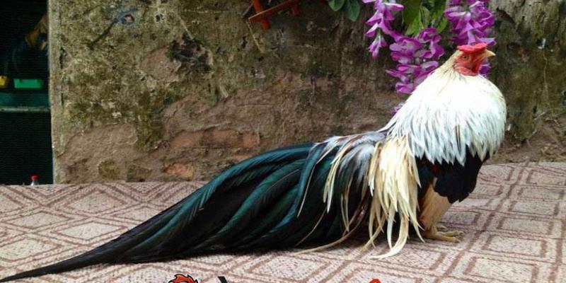 Cho Gà Ăn Gì Trước Khi Đá? Bí Kíp Cực “Chuẩn” Từ 99OK 9 Những lưu ý cần nắm khi cho gà ăn trước trận đấu