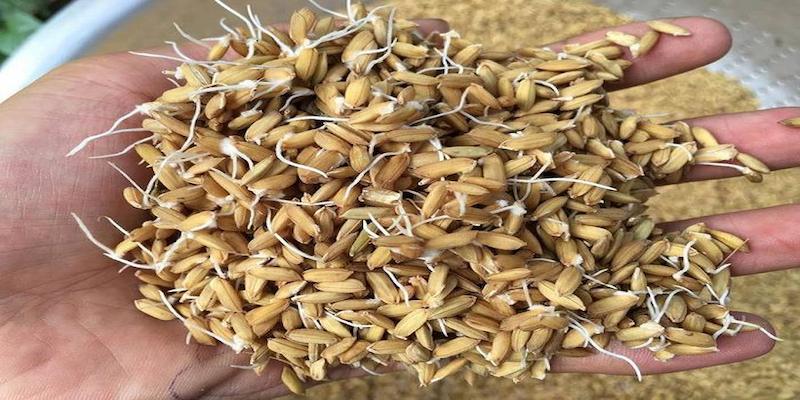 Cho Gà Ăn Gì Trước Khi Đá? Bí Kíp Cực “Chuẩn” Từ 99OK 7 Sử dụng thóc ngâm mọc mầm để tăng hấp thụ dinh dưỡng