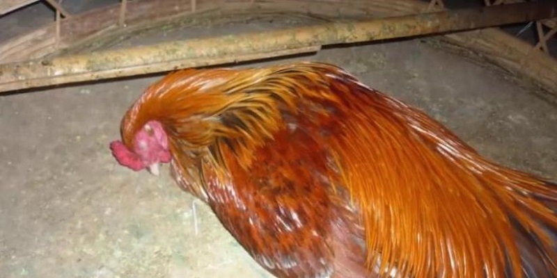 Cập Nhật Danh Sách Dị Tướng Linh Kê Hiếm Gặp Mới Nhất 99OK 13 Chiến kê sở hữu lối đá độc đáo mới lạ trên đấu trường