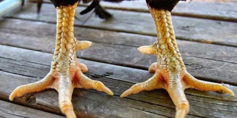 Cập Nhật Danh Sách Dị Tướng Linh Kê Hiếm Gặp Mới Nhất 99OK 11 Chiến kê hiếm gặp trên các đấu trường hiện nay - gà móng cổ