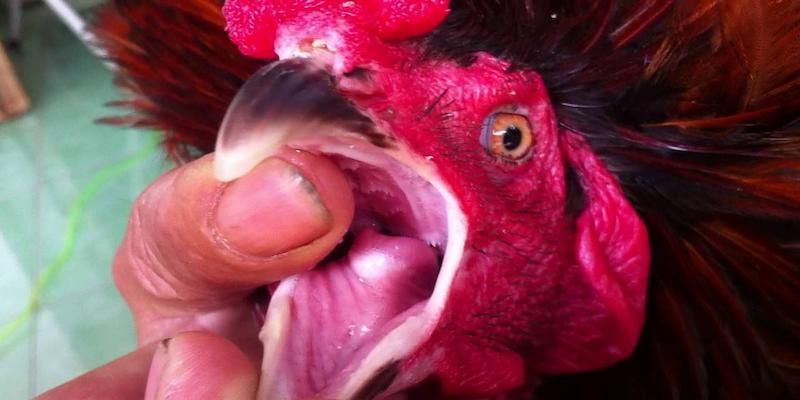 Cập Nhật Danh Sách Dị Tướng Linh Kê Hiếm Gặp Mới Nhất 99OK 9 Hình ảnh gà đoãn lưỡi