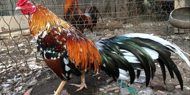 Cập Nhật Danh Sách Dị Tướng Linh Kê Hiếm Gặp Mới Nhất 99OK 12 Giống gà lông voi hiếm gặp