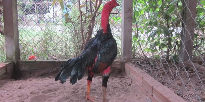 Cập Nhật Danh Sách Dị Tướng Linh Kê Hiếm Gặp Mới Nhất 99OK 10 Thư hùng kê hiếu chiến