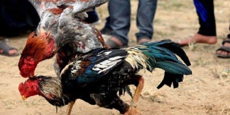 Gà Chọi Đòn Cáo - Mãnh Kê Của Sức Mạnh Và Sự Linh Hoạt 7 Những kỹ thuật nuôi và huấn luyện chiến kê mạnh mẽ