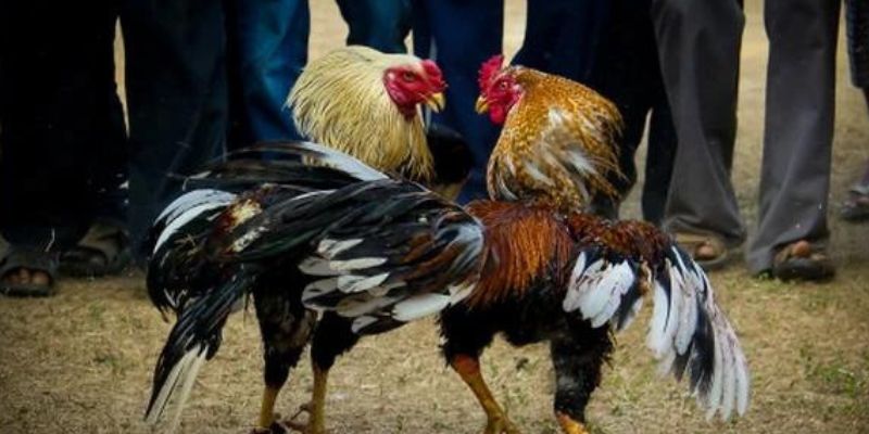 Gà Chọi Đòn Cáo - Mãnh Kê Của Sức Mạnh Và Sự Linh Hoạt 5 Những thông tin tổng quan về gà chọi đòn cáo