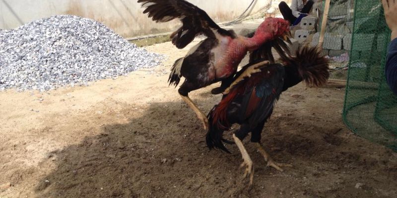Thế Đá Gà Chọi - Khám Phá Những Lối Chọi Gà Hay Nhất 99OK 9 Chiến thuật gà đá mu lưng tác động rất mạnh lên đối phương