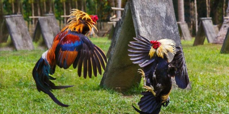 Thế Đá Gà Chọi - Khám Phá Những Lối Chọi Gà Hay Nhất 99OK 6 Giới thiệu về thế đá gà và những ưu điểm khi biết về các thế đá