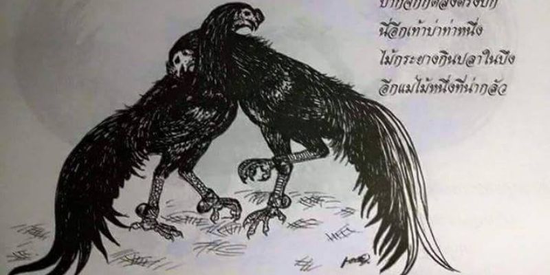 Thế Đá Gà Chọi - Khám Phá Những Lối Chọi Gà Hay Nhất 99OK 7 Thế chọi gà ôm đấm được nhiều chiến kê sử dụng