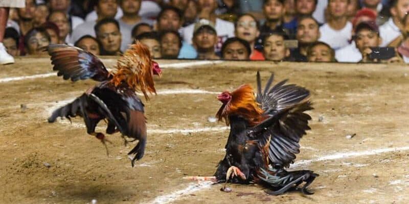 Gà Chọi Đòn Cáo - Mãnh Kê Của Sức Mạnh Và Sự Linh Hoạt 6 Vai trò và ý nghĩa to lớn của gà chọi đòn cáo