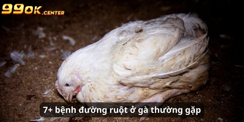 7+ Loại Bệnh Đường Ruột Ở Gà Và Dấu Hiệu Nhận Biết 99OK 7 7+ loại bệnh đường ruột ở gà thường gặp