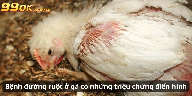 7+ Loại Bệnh Đường Ruột Ở Gà Và Dấu Hiệu Nhận Biết 99OK 6 Bệnh đường ruột ở gà gây những triệu chứng điển hình
