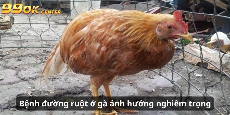 7+ Loại Bệnh Đường Ruột Ở Gà Và Dấu Hiệu Nhận Biết 99OK 5 Bệnh đường ruột ở gà gây ảnh hưởng nghiêm trọng