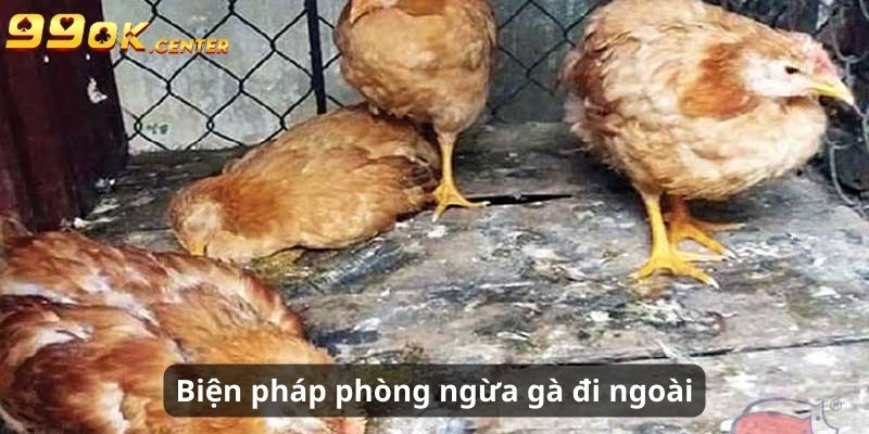 Cách Chữa Gà Chọi Bị Đi Ngoài Đơn Giản, Hiệu Quả Cùng 99OK 7 Biện pháp phòng ngừa tình trạng đi ngoài ở gà chọi
