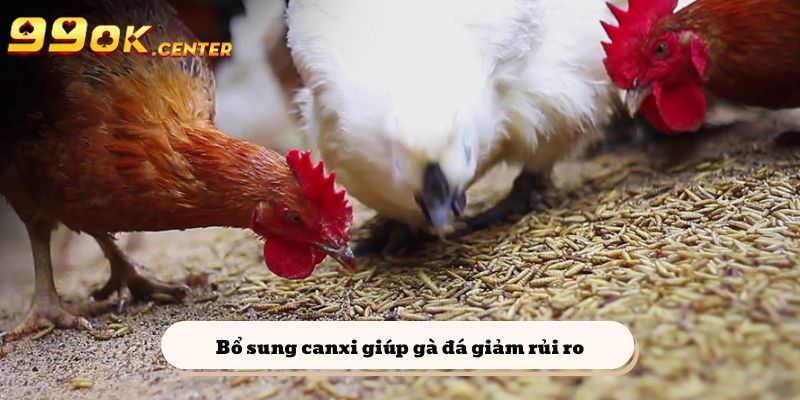 Cung Cấp Canxi Tự Nhiên Cho Gà | Chia Sẻ Từ 99OK 6 Bổ sung canxi tự nhiên cho chiến kê sẽ giúp giảm rủi ro đáng kể