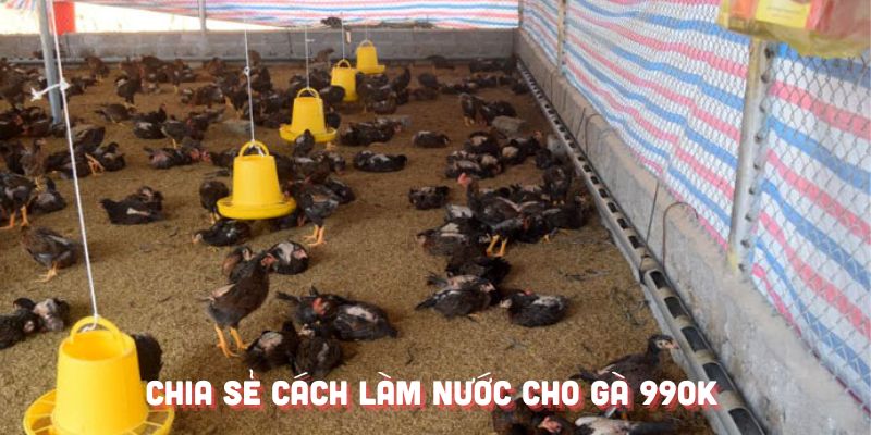 Chia Sẻ Cách Làm Nước Cho Gà Chuẩn Nhất Cùng 99OK 4 Cần đảm bảo có đủ vitamin trong nước của gà