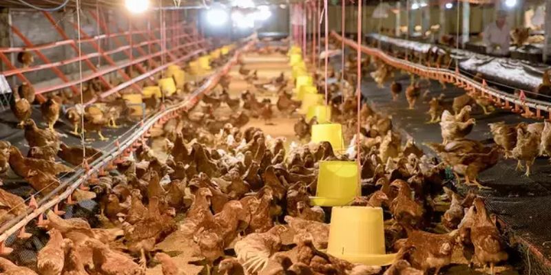 Chăm Sóc Gà Trong Mùa Đông - Phương Pháp Hiệu Quả 99OK 7 Sưởi ấm là cách chăm sóc gà trong mùa đông tốt nhất