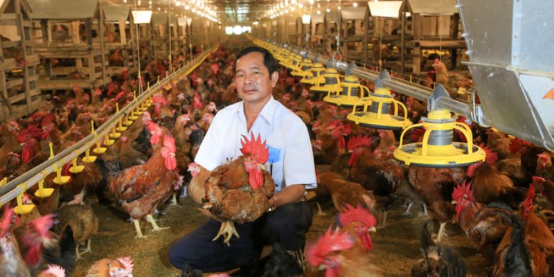 Chăm Sóc Gà Trong Mùa Đông - Phương Pháp Hiệu Quả 99OK 4 chăm sóc gà trong mùa đông