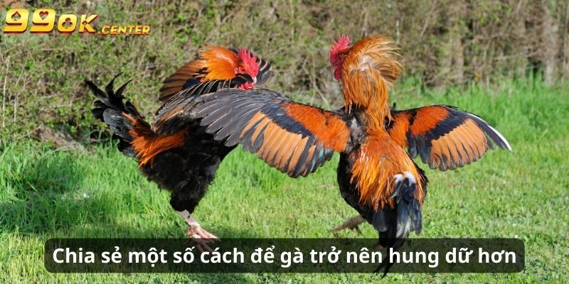 Cách Làm Cho Gà Trông Hung Dữ Hơn - Chia Sẻ Từ 99OK 6 Chia sẻ một số cách để gà trở nên hung dữ hơn