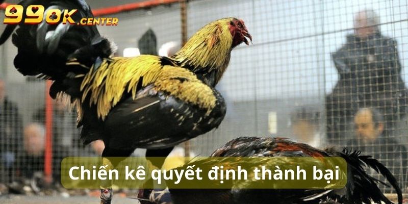 Cách Chọn Gà Đá Cựa Sắt Chuẩn Nhất - Bí Quyết Từ 99OK 5 Chiến kê là yếu tố quyết định thành bại