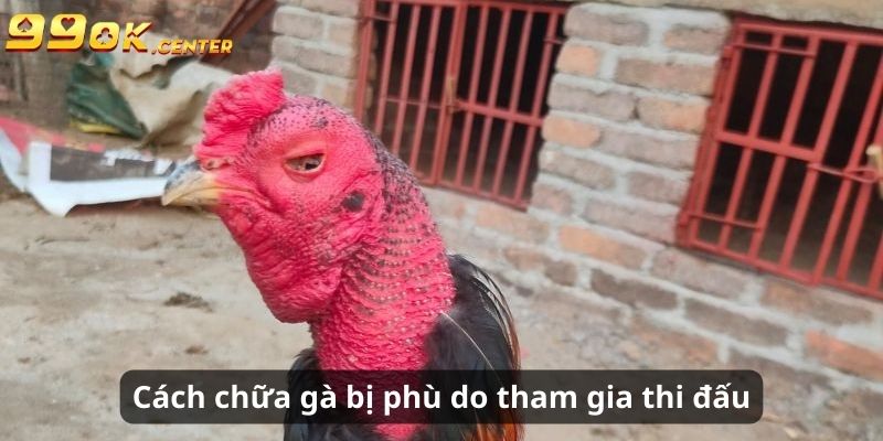 Cách Chữa Gà Bị Phù Hiệu Quả, Nhanh Chóng Tại 99OK 6 Cách chữa gà bị phù do tham gia thi đấu