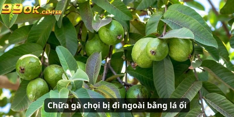 Cách Chữa Gà Chọi Bị Đi Ngoài Đơn Giản, Hiệu Quả Cùng 99OK 6 Chữa gà chọi bị đi ngoài cực đơn giản với lá ổi