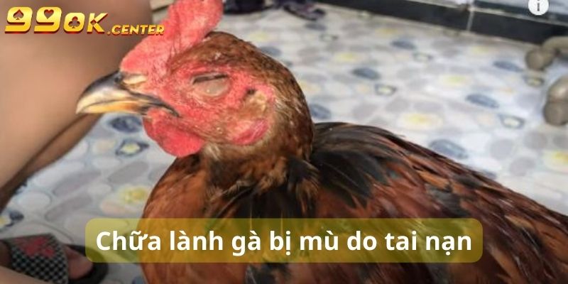 Bệnh Mù Ở Gà - Nguyên Nhân Và Cách Điều Trị Hiệu Quả 99OK 6 Chữa lành gà mù do bị cây cối đâm trúng