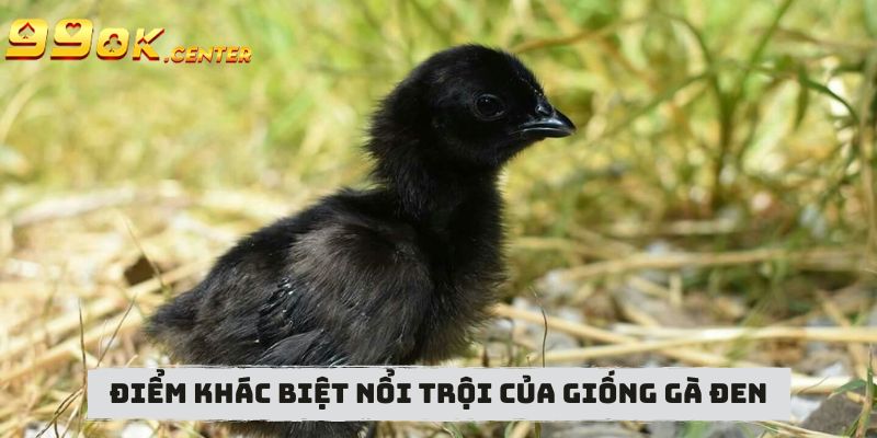 Thông Tin Về Giống Gà Đen - Chiến Kê Tiềm Năng 99OK 6 Điểm khác biệt nổi trội của giống gà đen