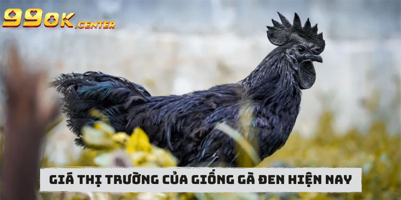 Thông Tin Về Giống Gà Đen - Chiến Kê Tiềm Năng 99OK 7 Giá thị trường của giống gà đen hiện nay