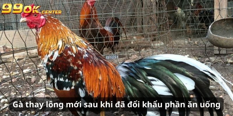 Cách Làm Cho Gà Trông Hung Dữ Hơn - Chia Sẻ Từ 99OK 7 Gà thay lông mới sau khi đã đổi khẩu phần ăn uống