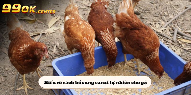 Cung Cấp Canxi Tự Nhiên Cho Gà | Chia Sẻ Từ 99OK 7 Hiểu rõ cách bổ sung canxi tự nhiên cho gà
