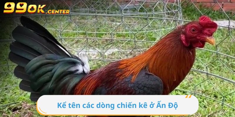 Cùng 99OK Tìm Hiểu Gà Chiến Ấn Độ 7 Kể tên các dòng chiến kê ở Ấn Độ