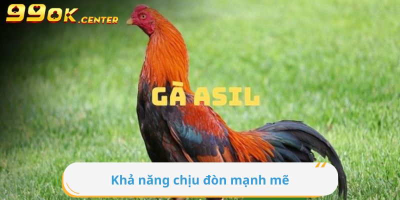 Cùng 99OK Tìm Hiểu Gà Chiến Ấn Độ 6 Khả năng chịu đòn mạnh mẽ