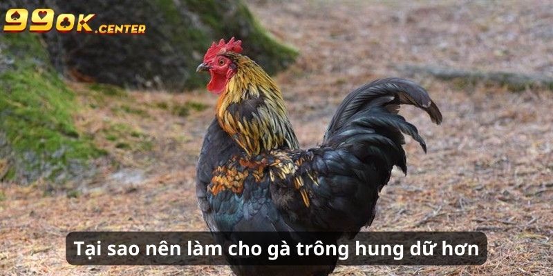 Cách Làm Cho Gà Trông Hung Dữ Hơn - Chia Sẻ Từ 99OK 5 Lý do nên áp dụng cách làm cho gà trông hung dữ hơn