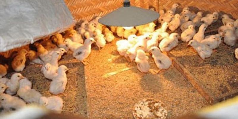 Chăm Sóc Gà Trong Mùa Đông - Phương Pháp Hiệu Quả 99OK 5 Những lý do bạn cần chăm sóc gà trong mùa đông