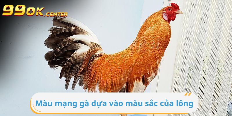 Hướng Dẫn Cách Chọn Màu Mạng Gà Đá Tại 99OK 5 Mệnh của gà đá dựa vào màu sắc của bộ lông