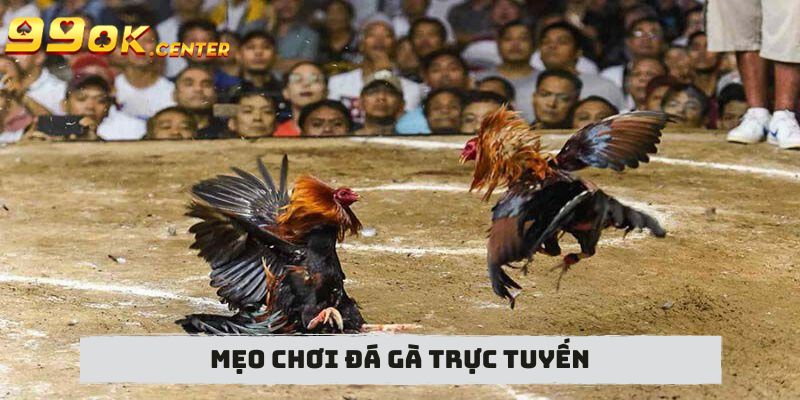 Đá Gà Cựa Dao Quốc Tế Kịch Tính, Nghẹt Thở 99OK 5 Mẹo chơi đá gà trực tuyến đảm bảo có chiến thắng lớn