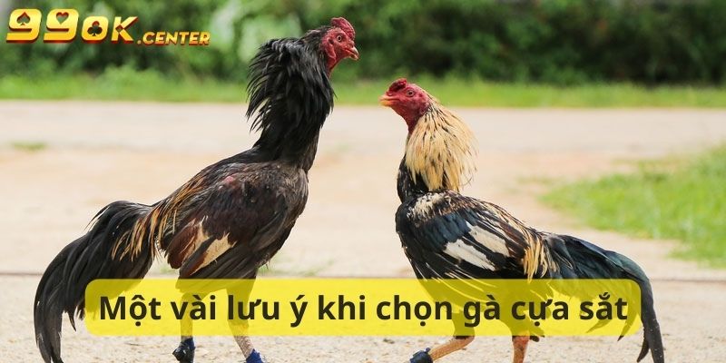 Cách Chọn Gà Đá Cựa Sắt Chuẩn Nhất - Bí Quyết Từ 99OK 7 Một số lưu ý về cách chọn gà đá cựa sắt