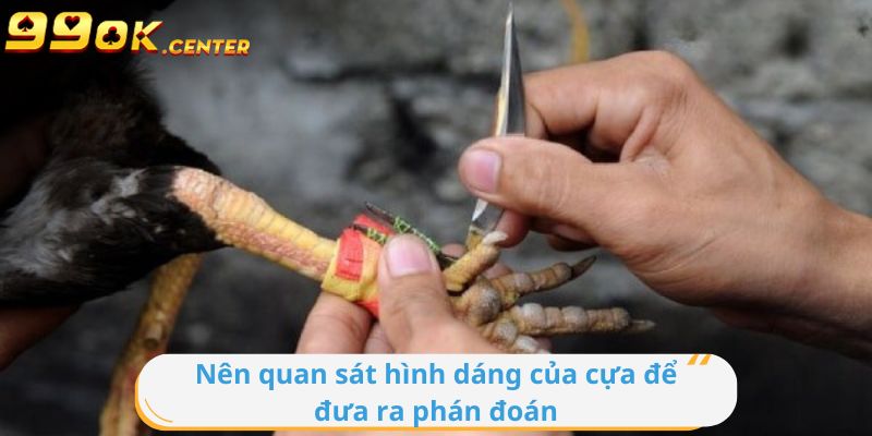 Các Loại Cựa Gà Cho Gà Chọi | Tìm Hiểu Cùng 99OK 5 Bạn nên quan sát đến hình dáng của cựa để đưa ra phán đoán