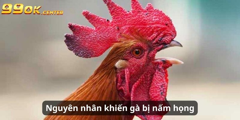 Chia Sẻ Về Bệnh Nấm Họng Ở Gà Chọi - Cách Chữa Cùng 99OK 6 Nguyên nhân khiến chiến kê nhiễm nấm Candida Albicans