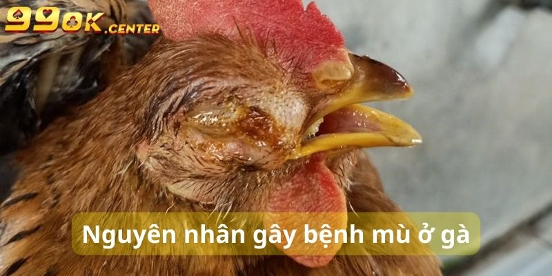 Bệnh Mù Ở Gà - Nguyên Nhân Và Cách Điều Trị Hiệu Quả 99OK 5 Những nguyên nhân phổ biến của bệnh mù ở gà