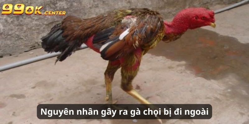 Cách Chữa Gà Chọi Bị Đi Ngoài Đơn Giản, Hiệu Quả Cùng 99OK 5 Những nguyên nhân chủ yếu dẫn đến gà chọi bị đi ngoài