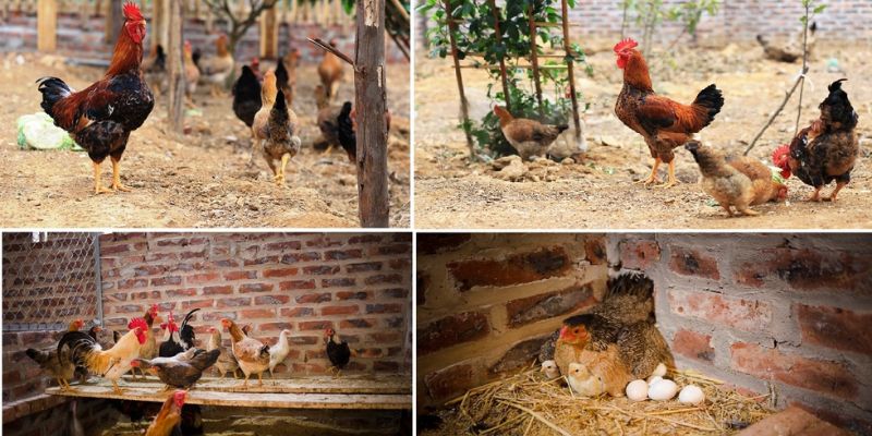 Chăm Sóc Gà Trong Mùa Đông - Phương Pháp Hiệu Quả 99OK 6 Đảm bảo chuồng trại sạch sẽ, khô thoáng