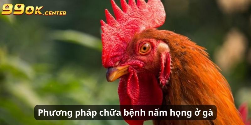 Chia Sẻ Về Bệnh Nấm Họng Ở Gà Chọi - Cách Chữa Cùng 99OK 7 Các phương pháp chữa trị bệnh nấm họng ở gà chọi