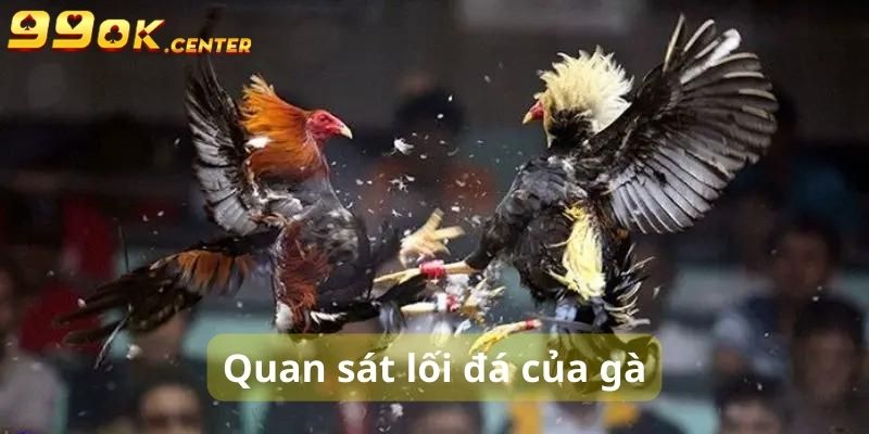 Cách Chọn Gà Đá Cựa Sắt Chuẩn Nhất - Bí Quyết Từ 99OK 6 Quan sát kỹ về lối đá của gà