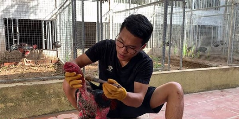 Om Bóp Gà Chọi - Kỹ Thuật Chuẩn Mọi Sư Kê Tại 99OK Cần Biết 7 Thực hiện từng bước và lập lại nhiều lần để thuốc thẩm thấu đều